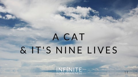 A Cat & Its Nine Lives