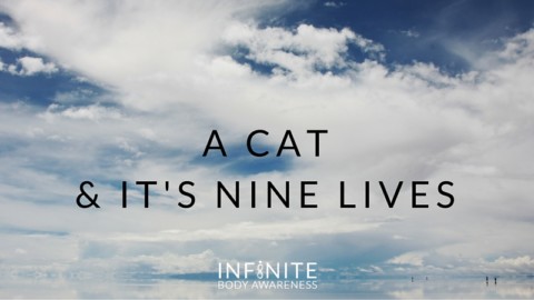A Cat & Its Nine Lives